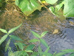 Sicyopterus lagocephalus