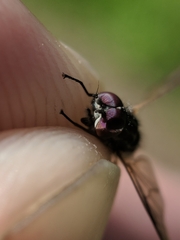 Symphoromyia