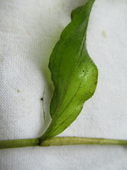 Potamogeton amplifolius