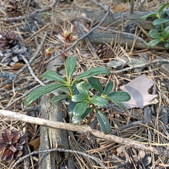 Chimaphila umbellata
