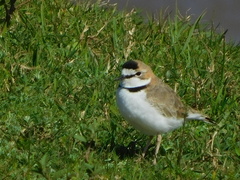 Charadrius collaris