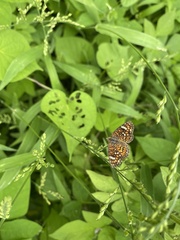 Phyciodes pallescens