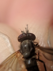 Symphoromyia