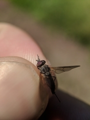 Symphoromyia
