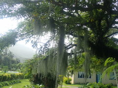 Tillandsia usneoides