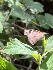 Libytheana carinenta
