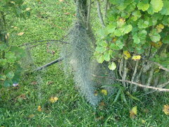 Tillandsia usneoides