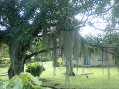 Tillandsia usneoides