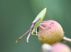 Gonocerus insidiator