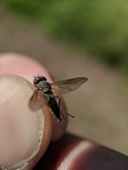 Symphoromyia