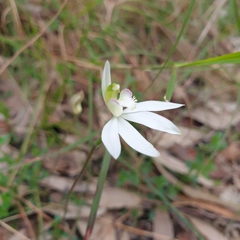 Caladenia catenata