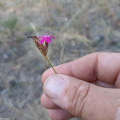 Dianthus borbasii