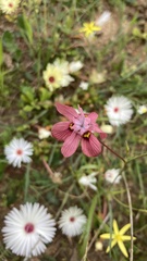 Moraea gawleri