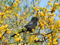 Icterus pyrrhopterus