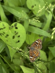 Phyciodes pallescens