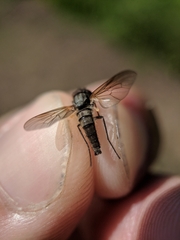 Symphoromyia