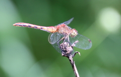 Sympetrum rubicundulum