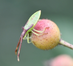 Gonocerus insidiator