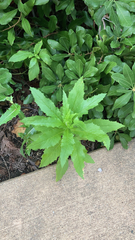 Dysphania ambrosioides