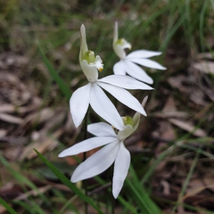 Caladenia catenata