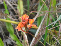 Epidendrum