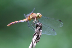 Sympetrum rubicundulum