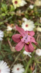 Moraea gawleri