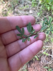 Lespedeza cuneata