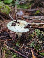 Amanita lavendula