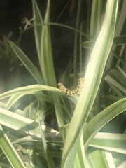 Lepidoptera