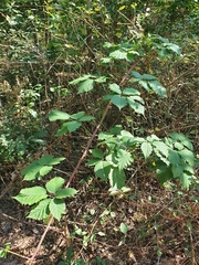 Rubus fruticosus