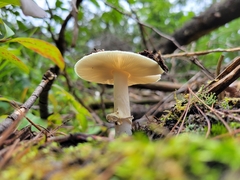 Amanita lavendula