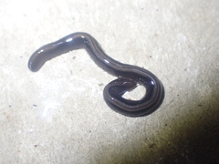 Geoplanidae