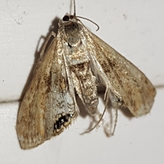 Cataclysta lemnata