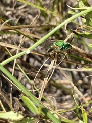 Agapostemon