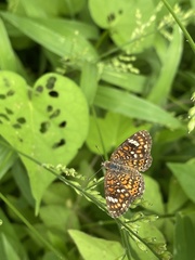 Phyciodes pallescens