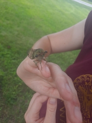 Neotibicen pruinosus