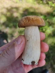 Boletus reticulatus