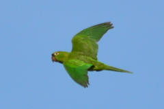 Psittacara holochlorus