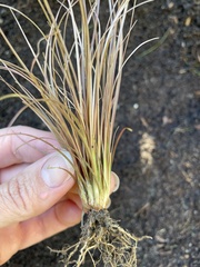 Carex buchananii