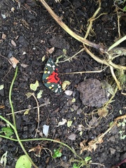 Callimorpha dominula