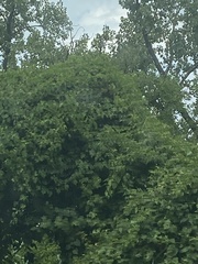 Ampelopsis glandulosa