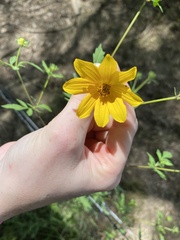 Bidens aristosa