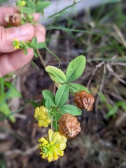 Trifolium aureum