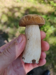 Boletus reticulatus