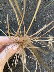 Carex buchananii