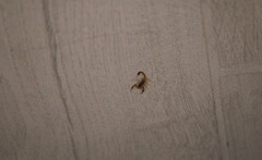 Centruroides vittatus