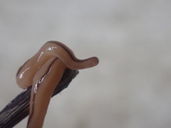 Geonemertes pelaensis