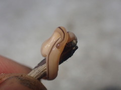 Geonemertes pelaensis