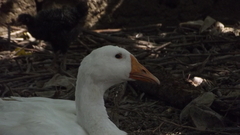 Anser anser domesticus × anser cygnoides domesticus